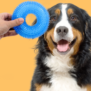 Mordedor xô-ansiedade dog